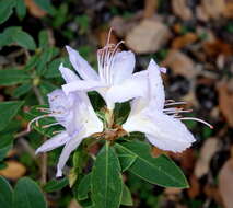 صورة Rhododendron augustinii Hemsl.