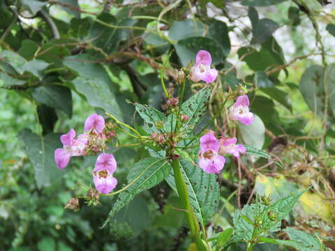 Image of Himalayan balsam