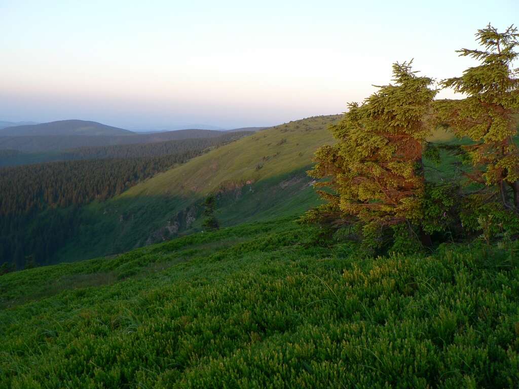 Image of Norway spruce