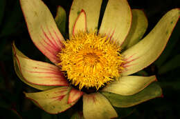 Imagem de Leucadendron sessile R. Br.