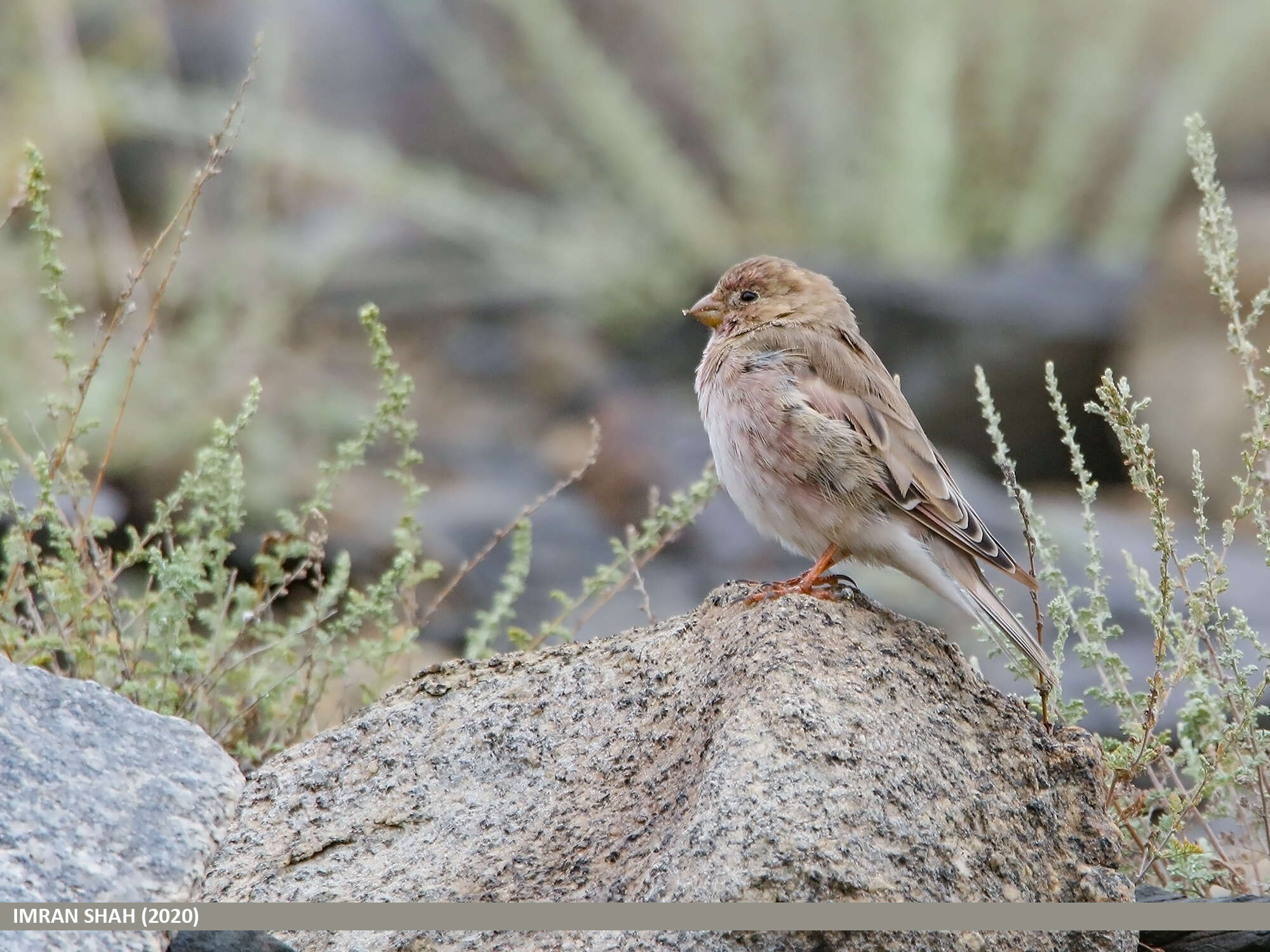 Image of Mongolian Finch