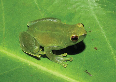 Image of Bokermann's lime tree frog