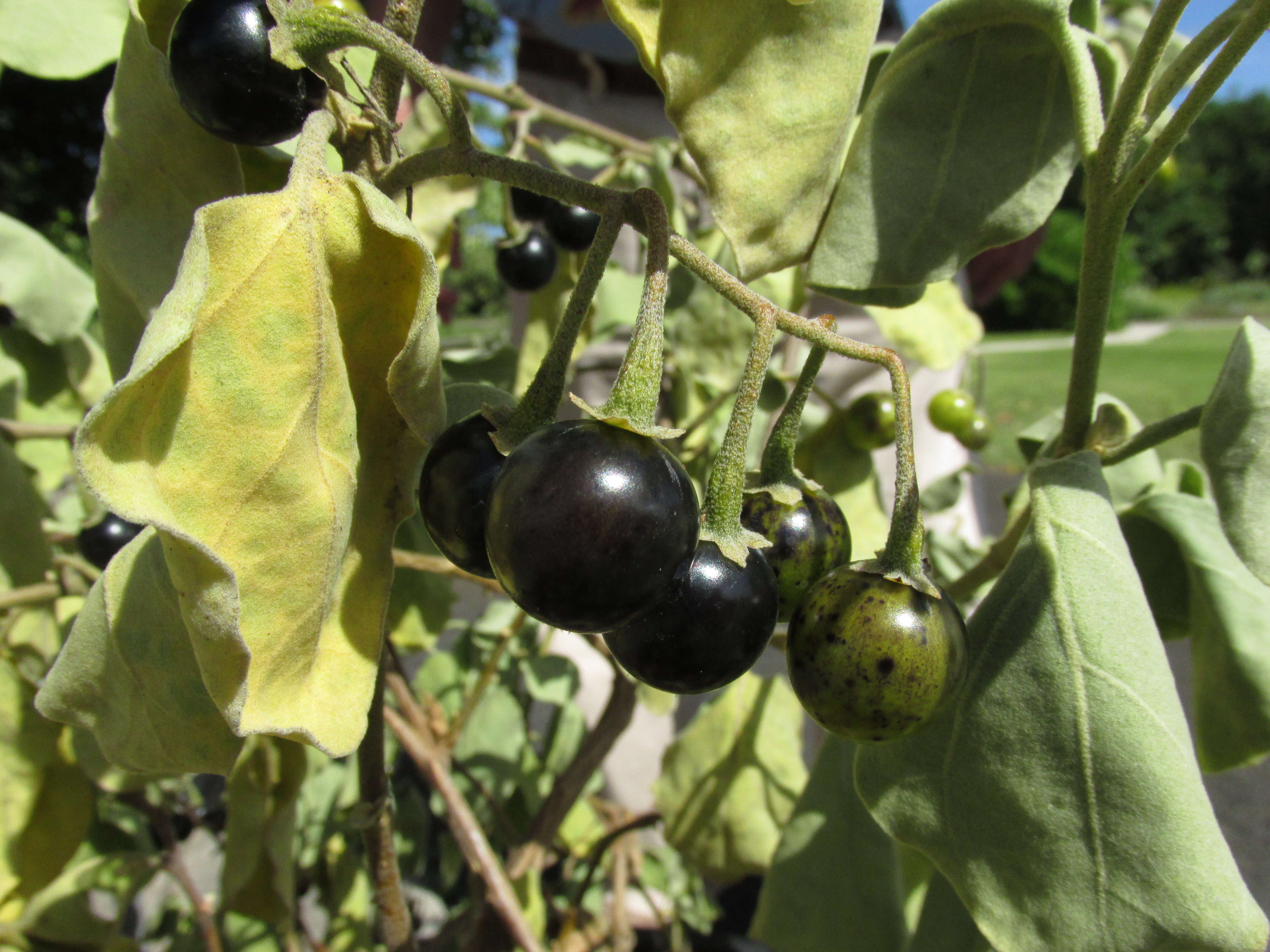 Image de Solanum nelsonii Dun.