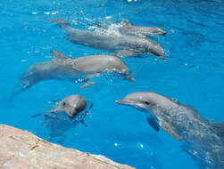 Image of Bottlenose Dolphin