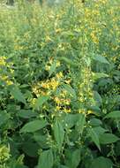 Image of Broad-leaved goldenrod