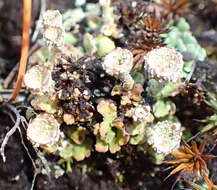 Image of cup lichen