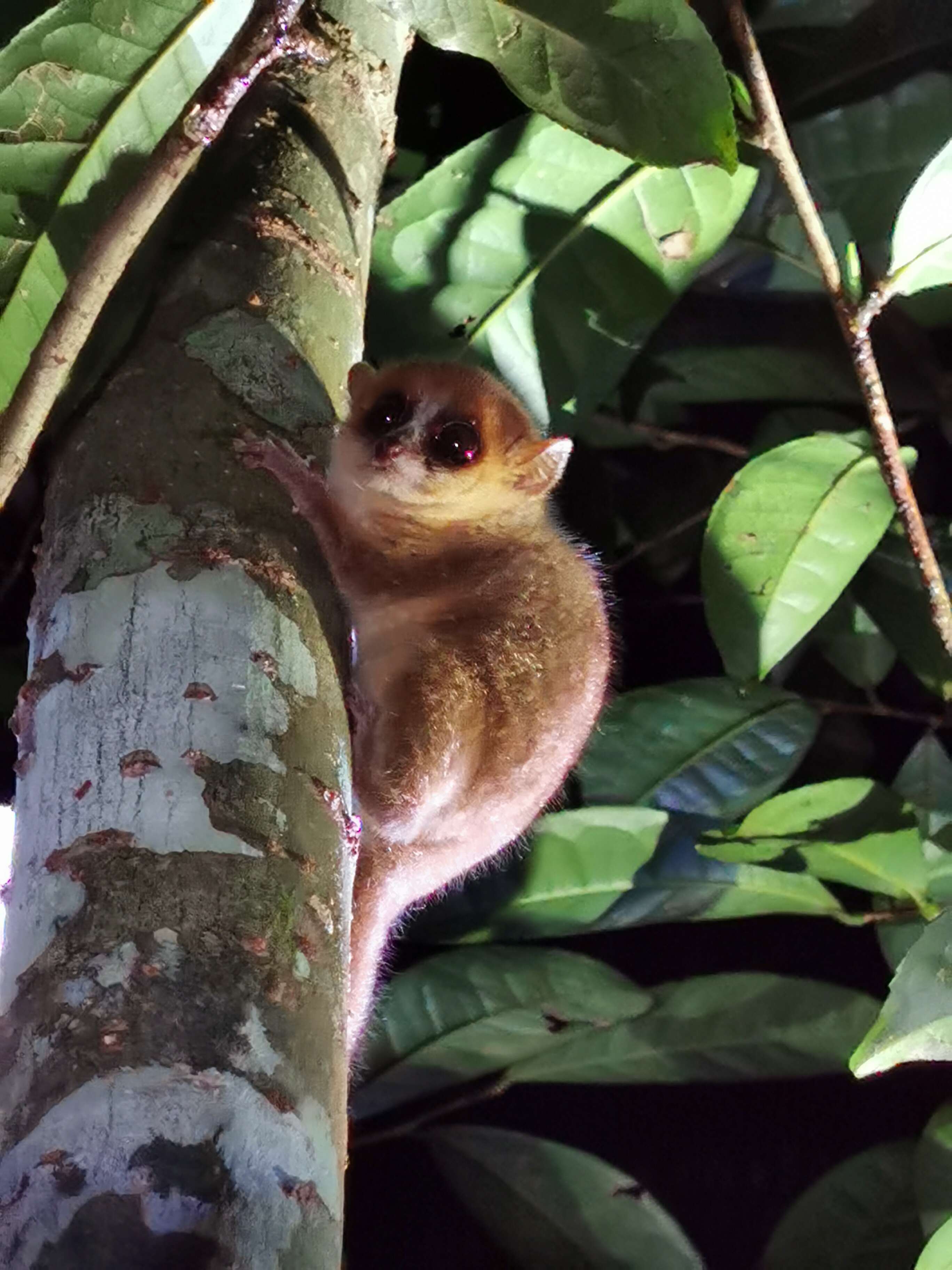 Image of Goodman's Mouse Lemur