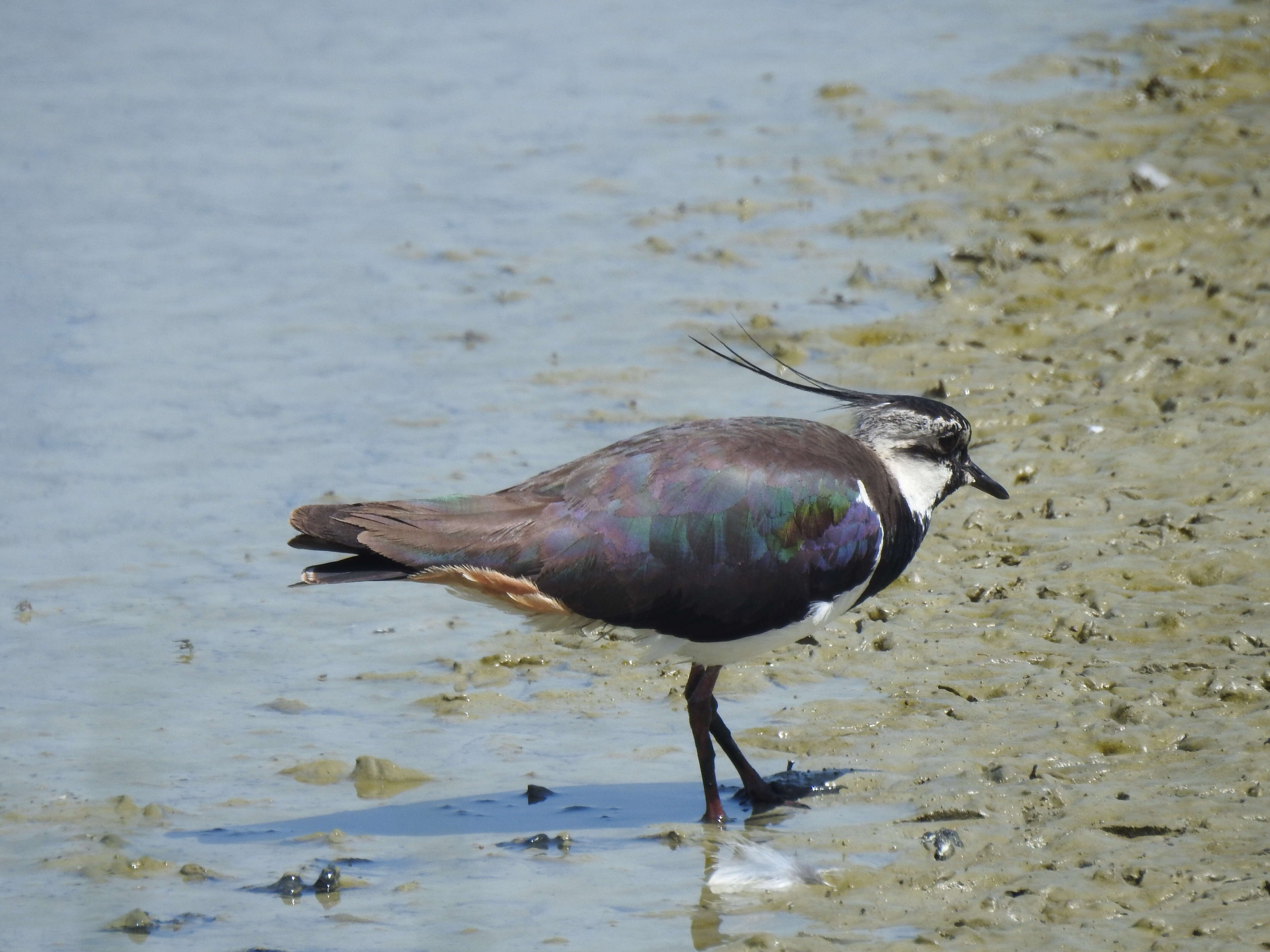 Image of Lapwing