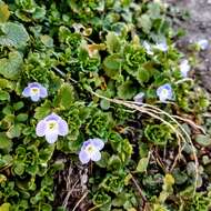 Image of birdeye speedwell