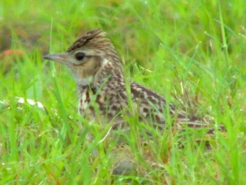 Image of Oriental Skylark