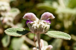 Image of Phlomis italica L.