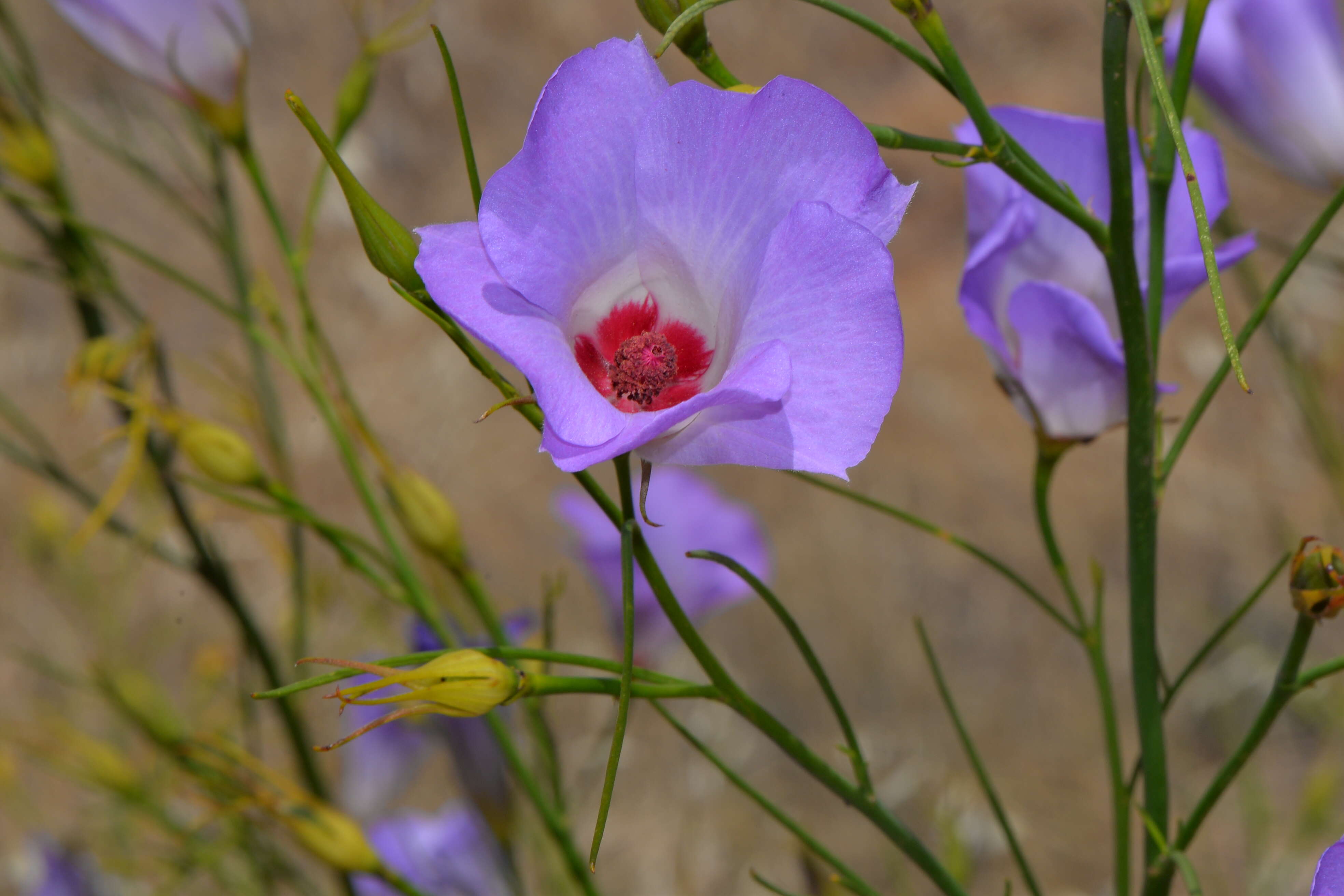 Image of Hibiscus hakeifolius Giordano