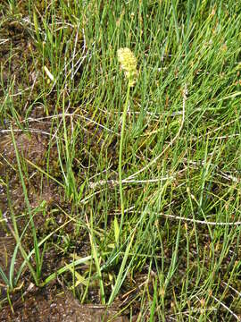 Image of Tofield's asphodel