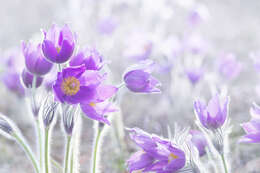 Pulsatilla patens (L.) Mill. resmi