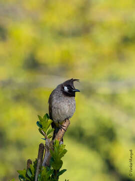 Image of Himalayan Bulbul