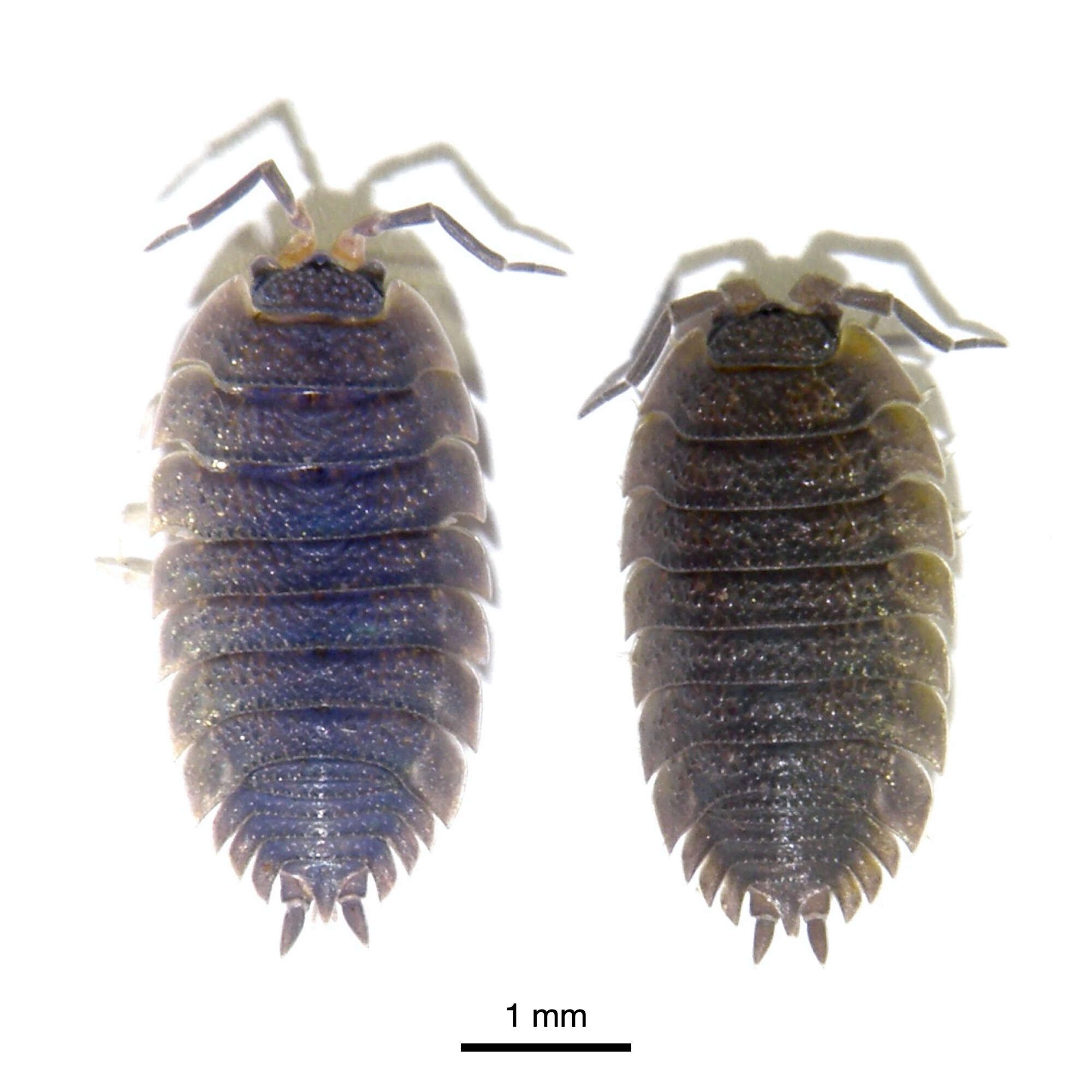 Image of common rough woodlouse