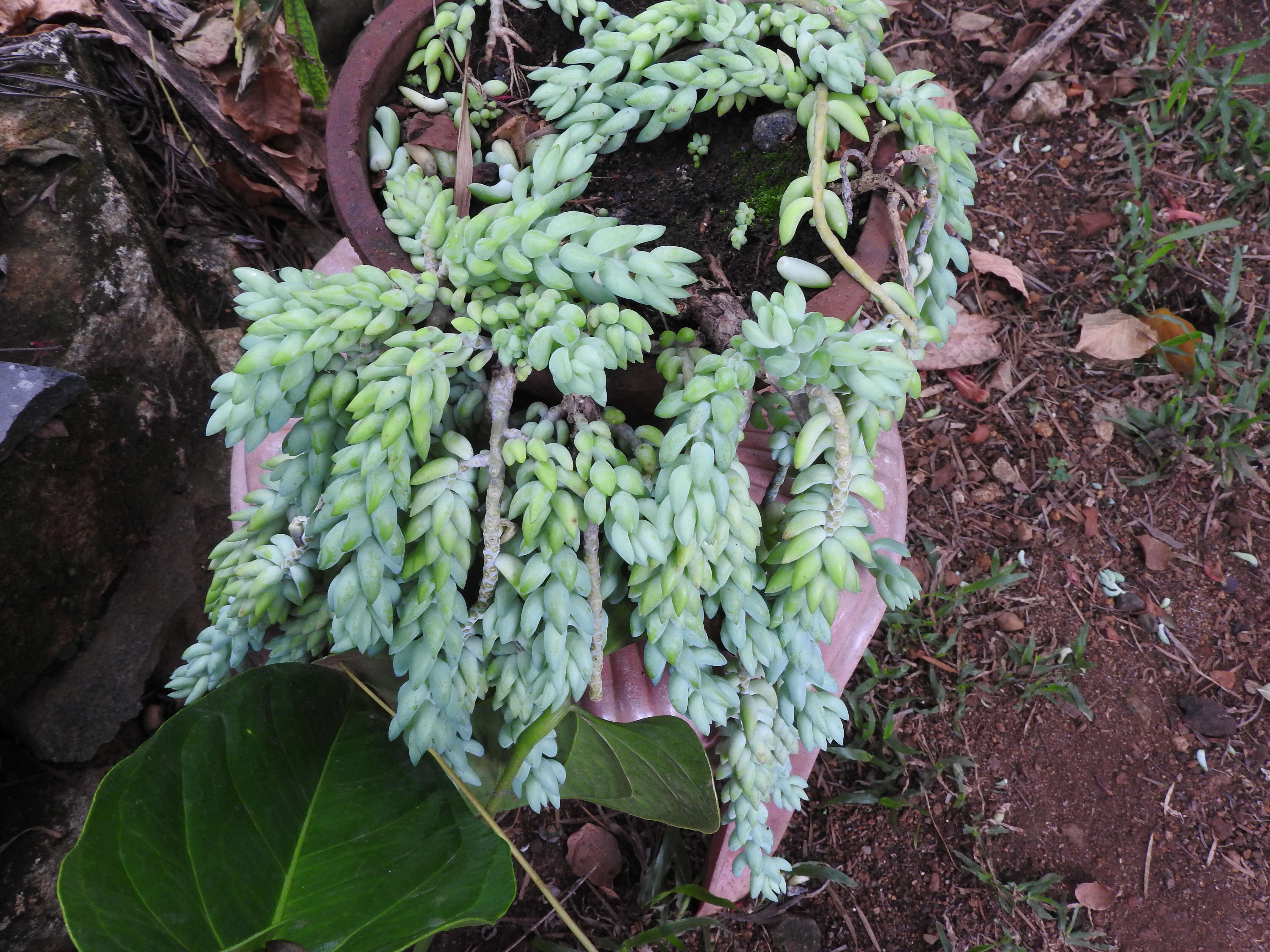 Image of Sedum morganianum Walther