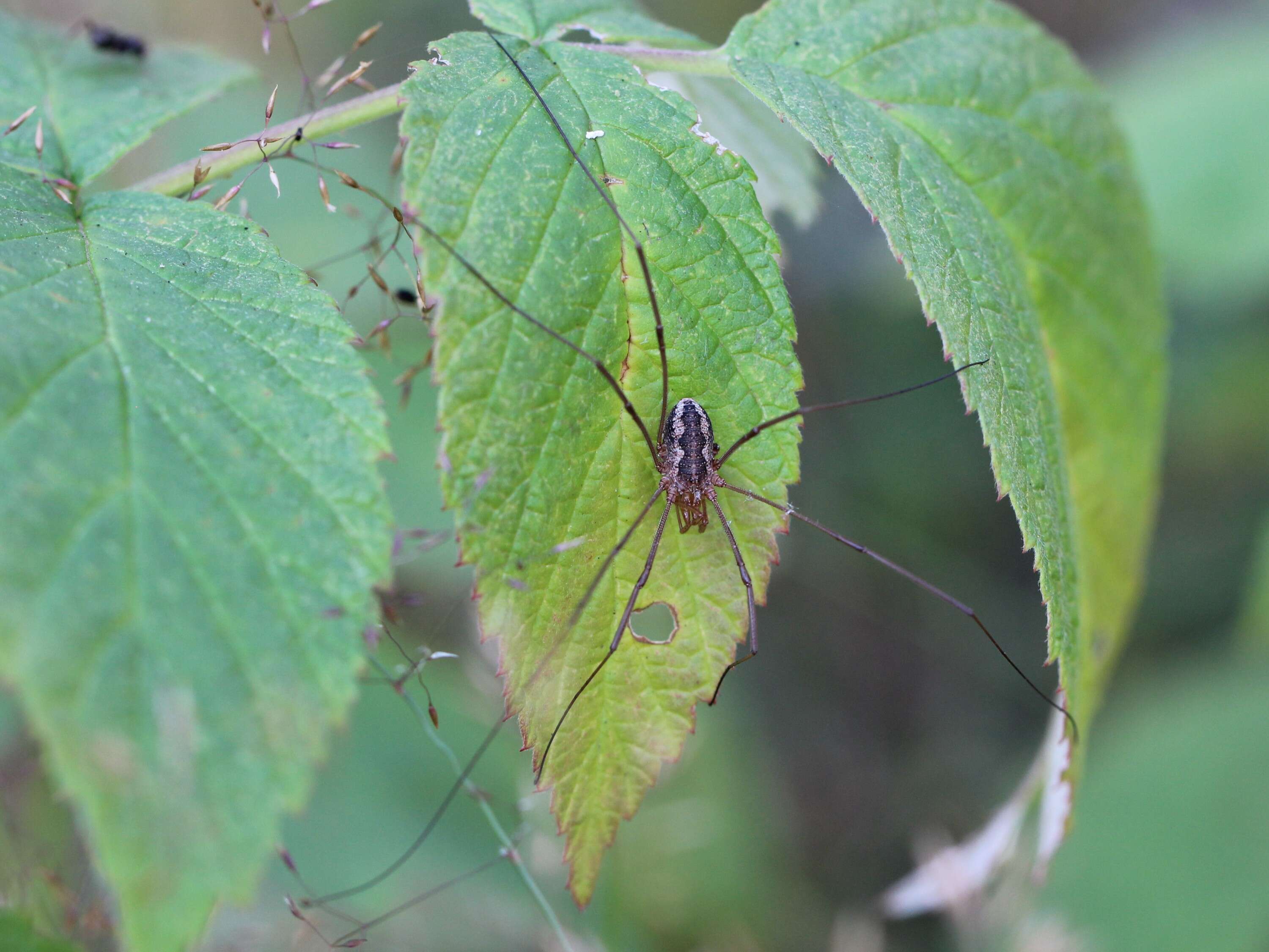 Image of Daddy longleg