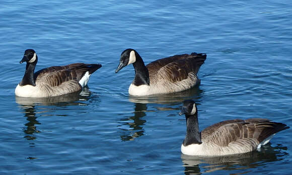 Image of Hawaiian goose