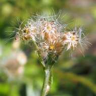 Image of woman's tobacco