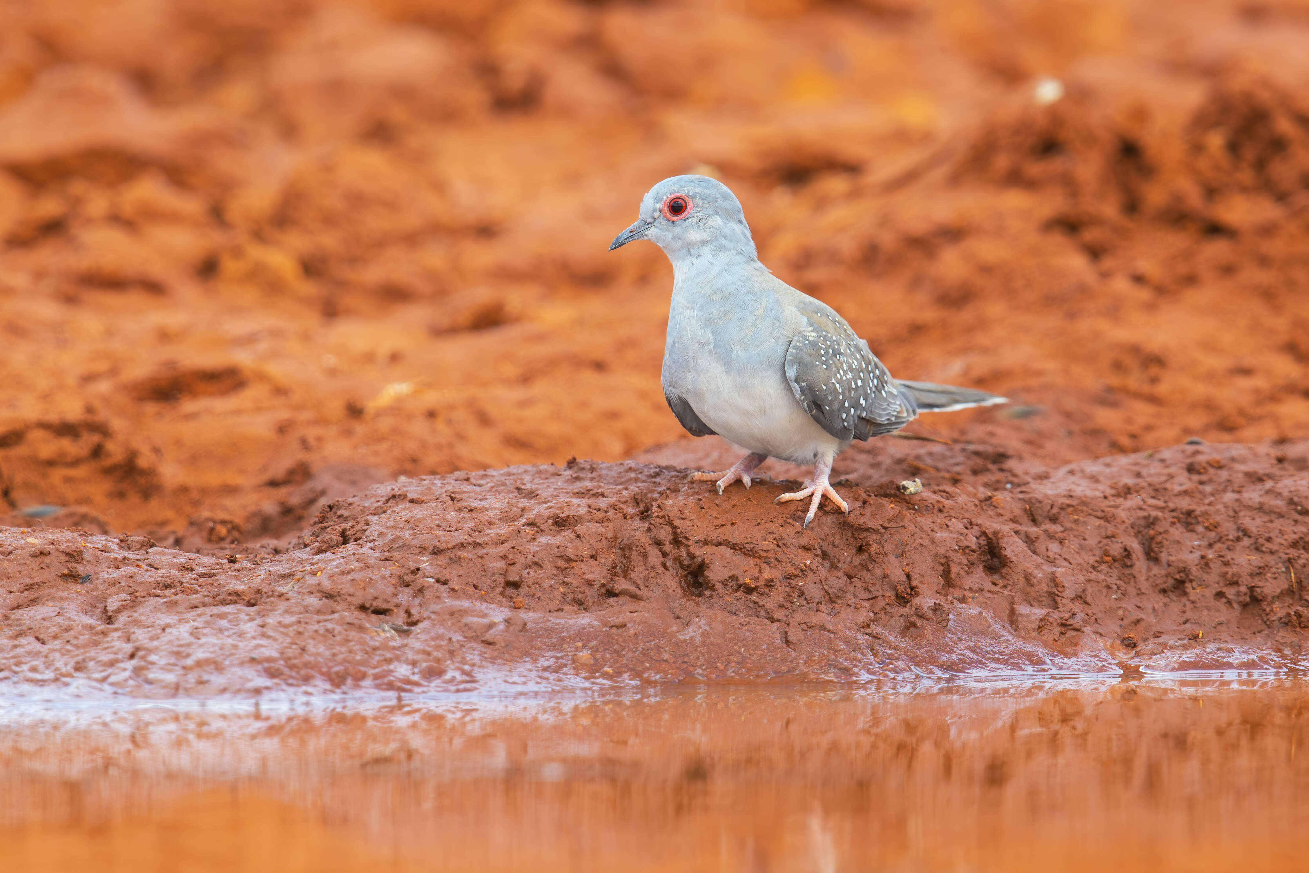 Image of Diamond Dove