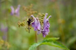 Plancia ëd Bombus wurflenii Radoszkowski 1860