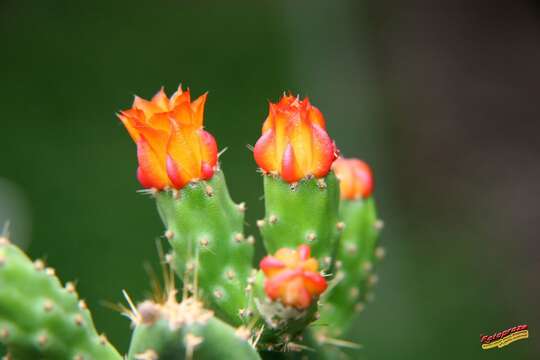 Image of Opuntia caracassana Salm-Dyck