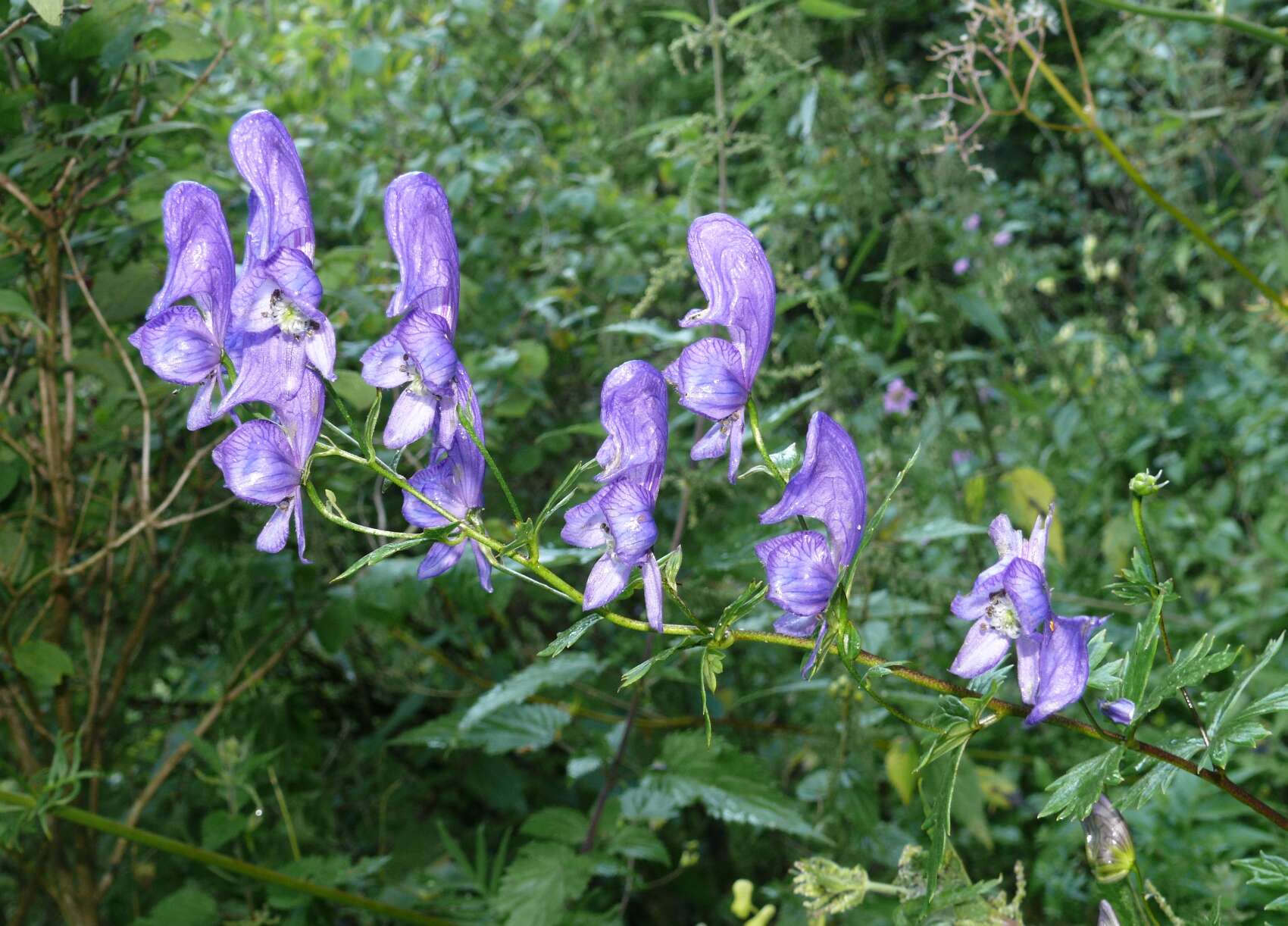 Image of Manchurian monkshood