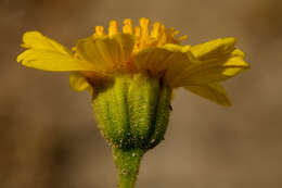 Image de Platyschkuhria integrifolia (A. Gray) Rydb.