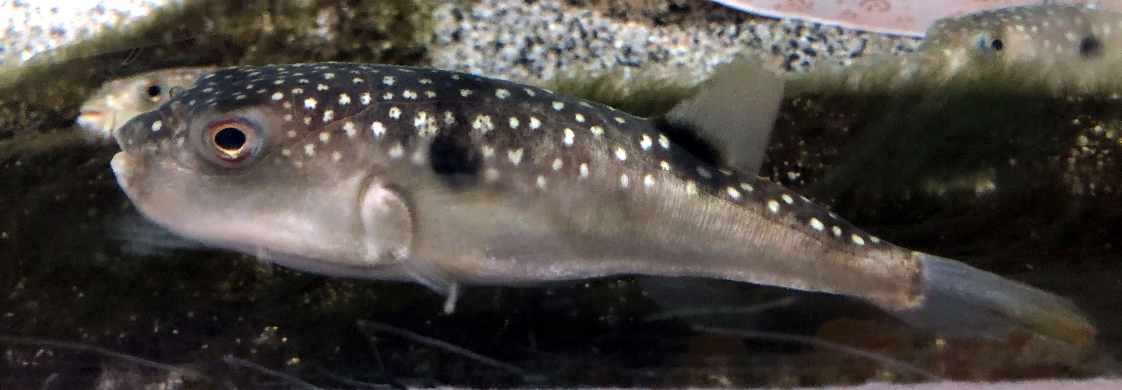 Image of Grass Puffer