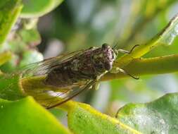 Image of lesser bronze cicada