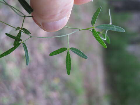 Image of Small-leaf glycine