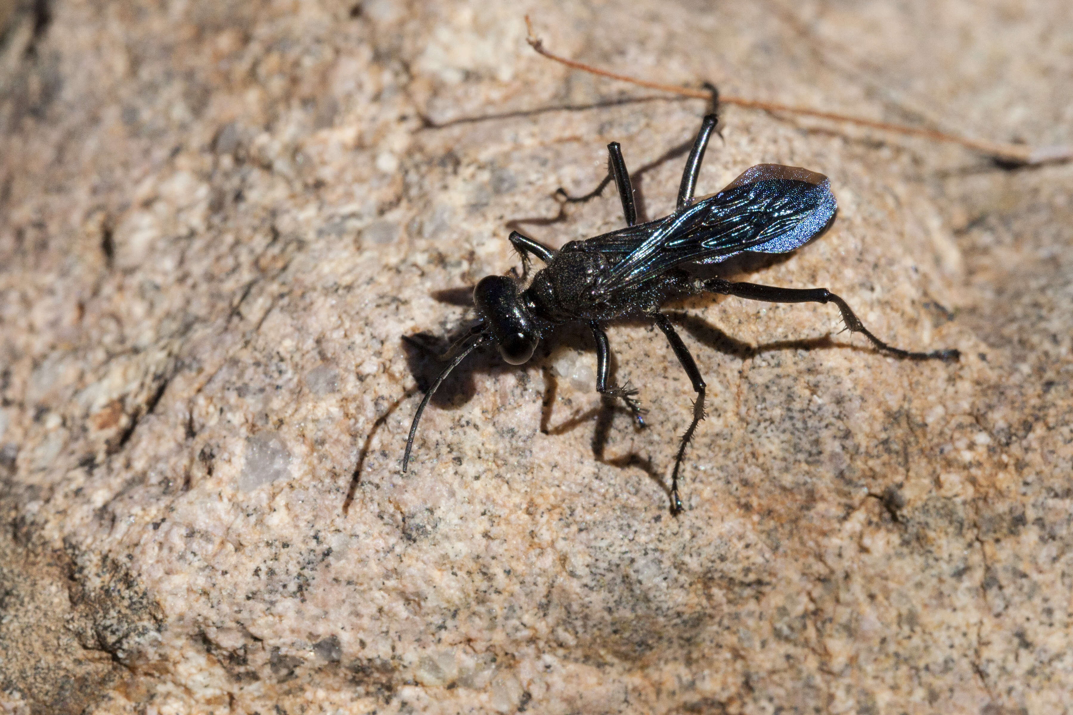 Image of Cutworm Wasps