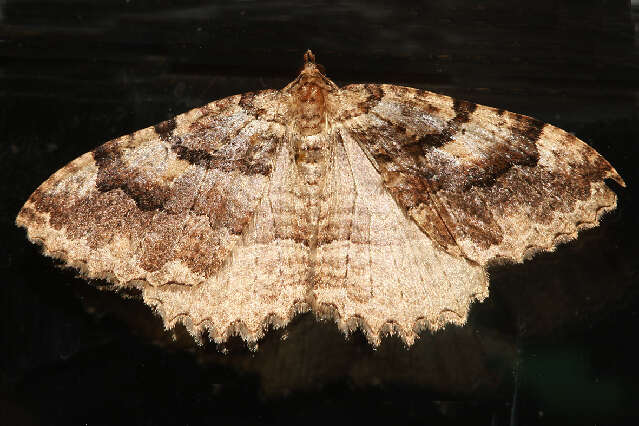 Image of Tissue Moth