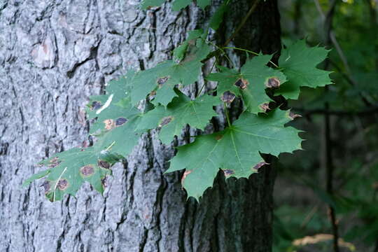 Image of European tar spot