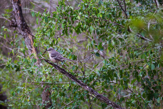 Image of Northern Mockingbird