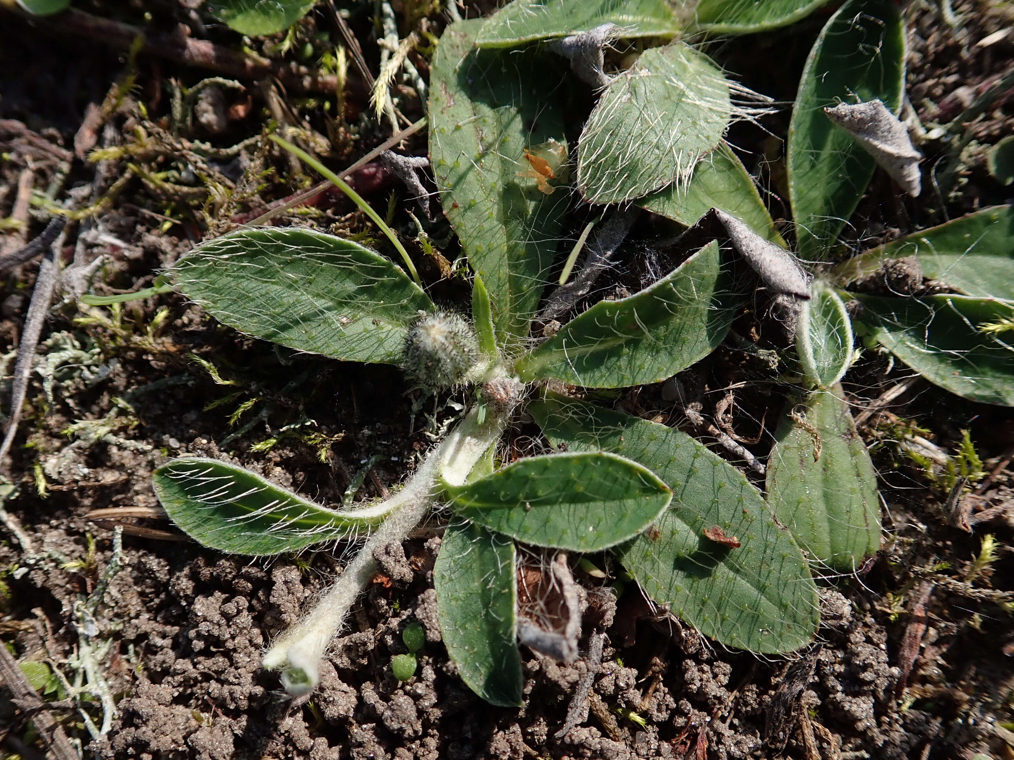 Image of Mouse-ear-hawkweed