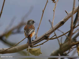 Image of Eversmann's Redstart