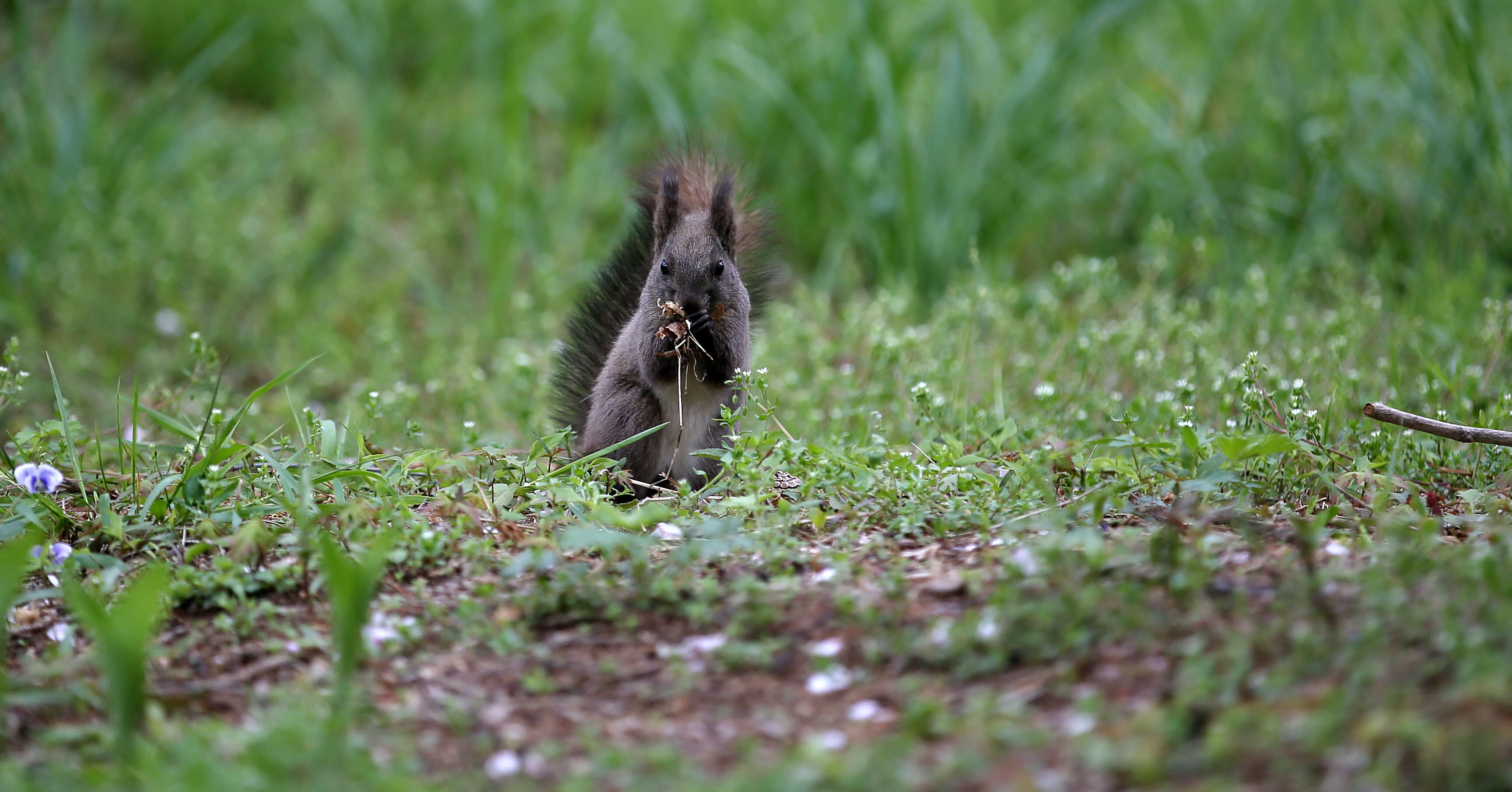 Image of Siberian Chipmunk