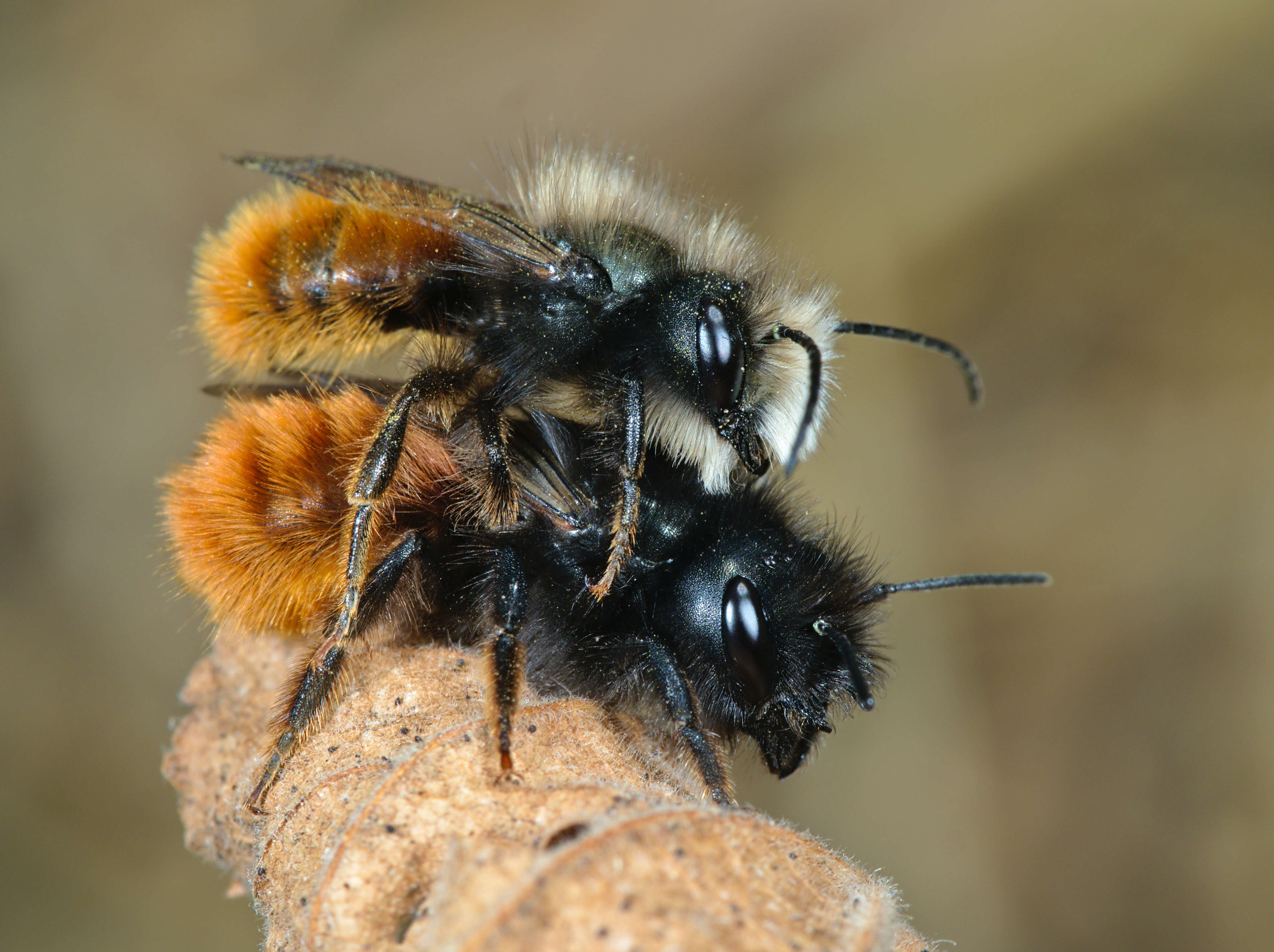 Image of Osmia cornuta (Latreille 1805)