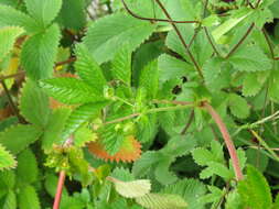 Image of Sibbaldia parviflora Willd.