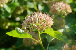 Physocarpus opulifolius (L.) Maxim. resmi