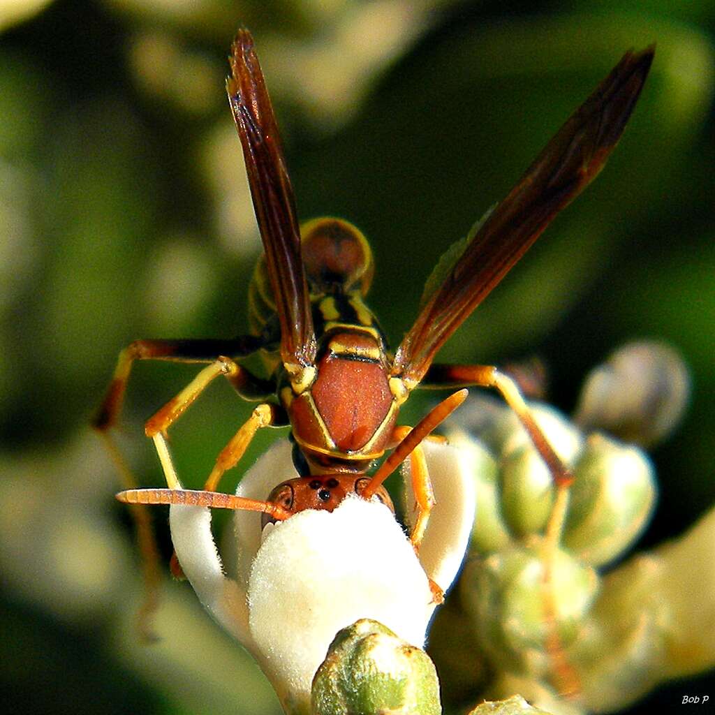 Image of Polistes dorsalis (Fabricius 1775)