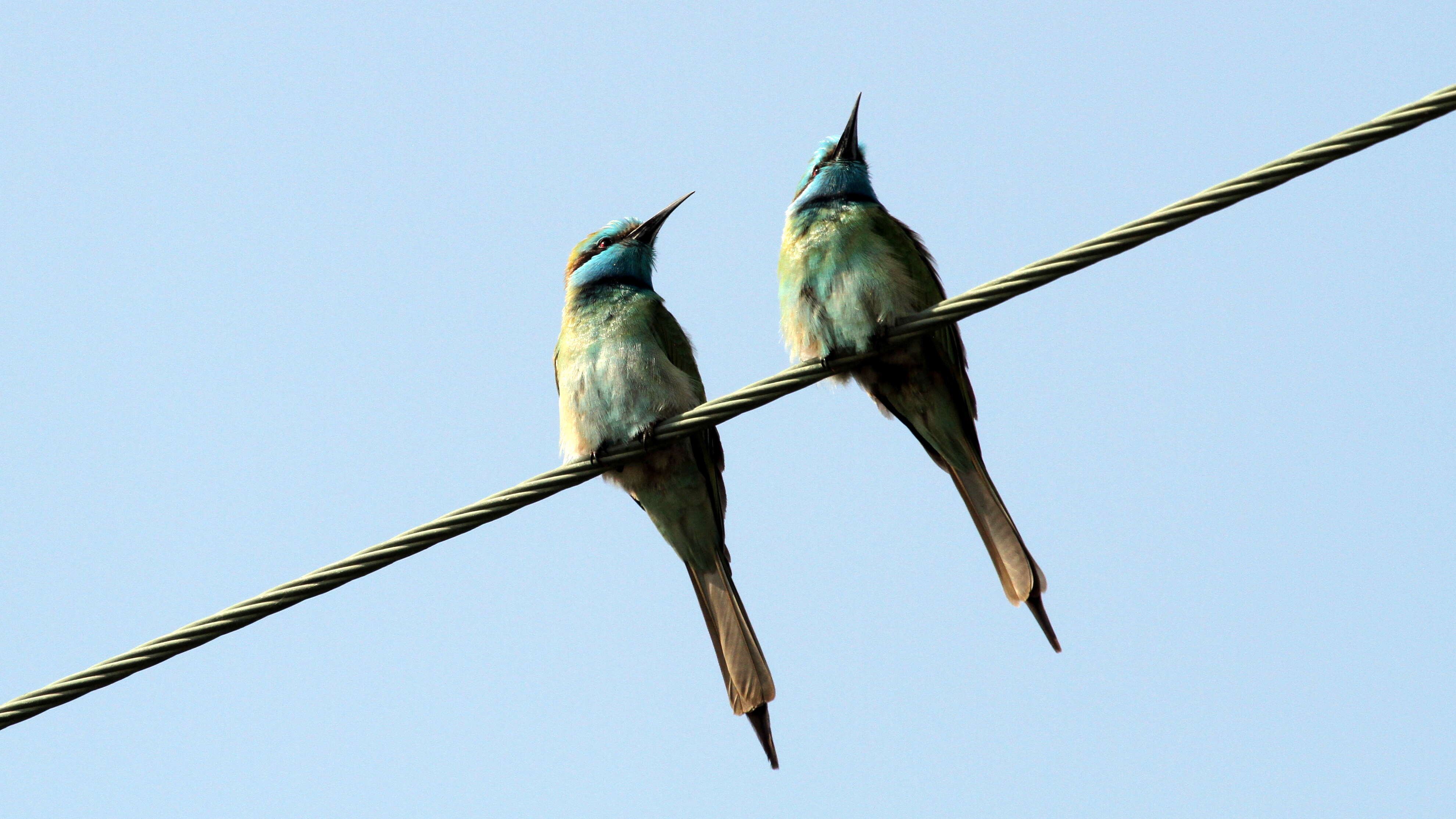 Image of Merops cyanophrys