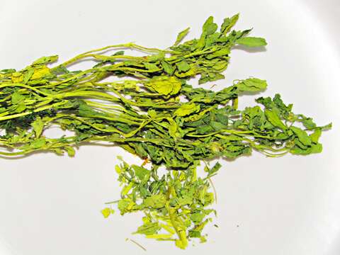 Image of sicklefruit fenugreek