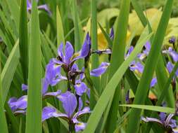 Image de blue flag iris versicolore