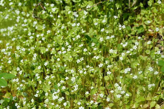 Image of Indian lettuce