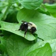 Image of Common Eastern Bumblebee