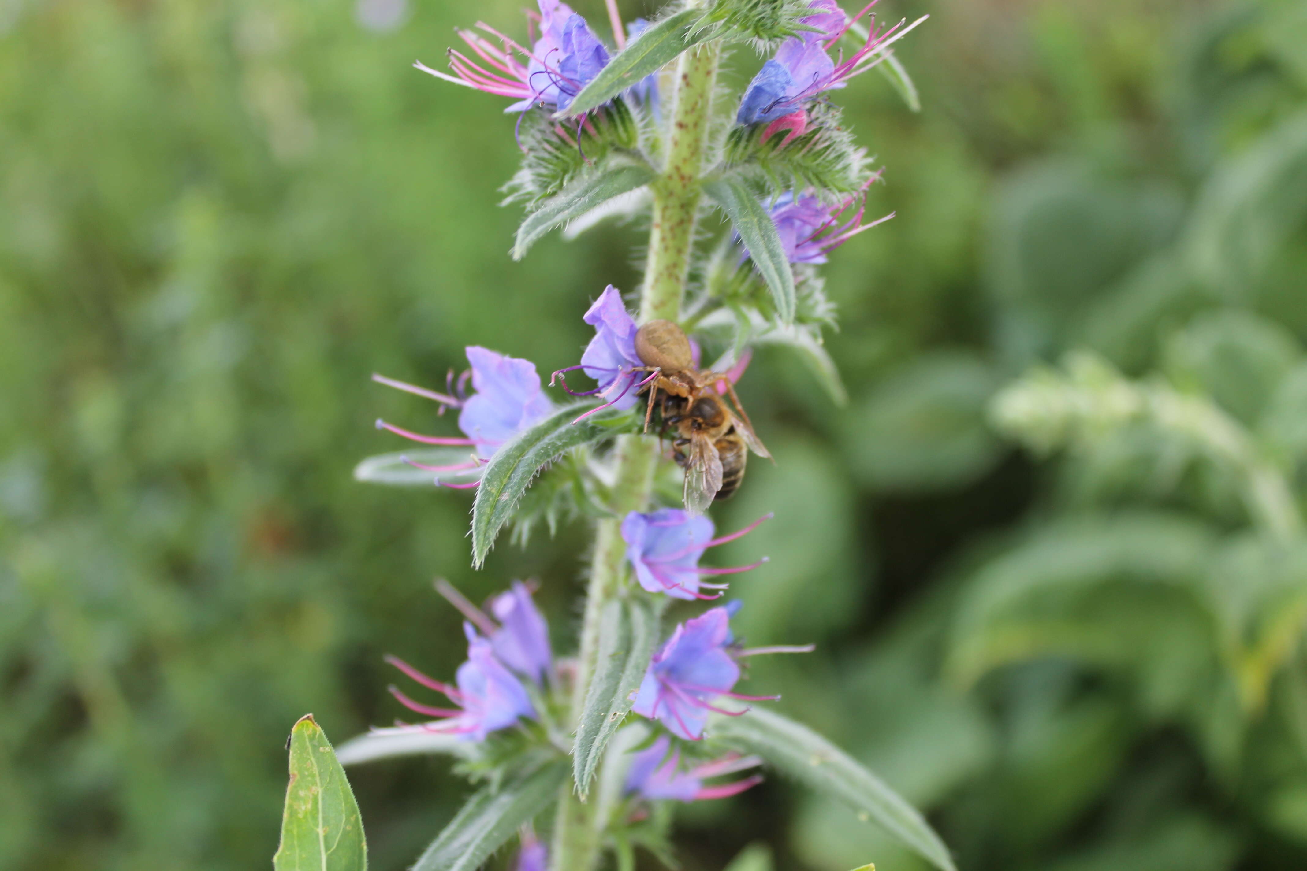 Image de Apis mellifera carnica