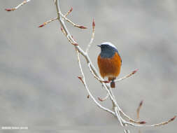 Image of Güldenstädt's Redstart